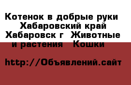 Котенок в добрые руки - Хабаровский край, Хабаровск г. Животные и растения » Кошки   